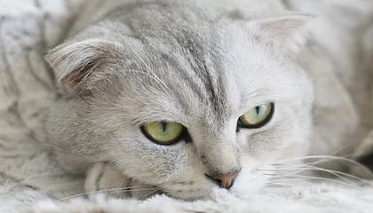 黄牛提价20倍转卖，“鸡排哥”怒怼：侵犯了每个排队顾客的利益，别人的时间为什么要浪费在这呢