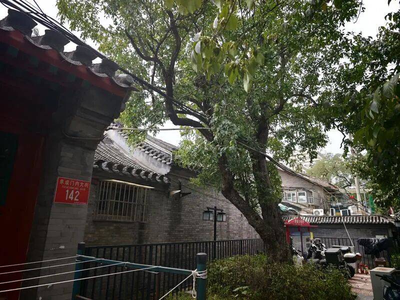 北京西城这两棵老枣树品种很少见，果实都是“葫芦娃”