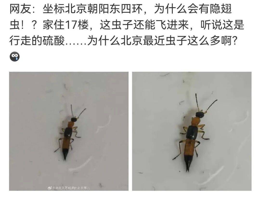北京家住17层，屋内发现隐翅虫，专家：高层绝非“安全区”，碘伏、盐水、牙膏、酱油都别用