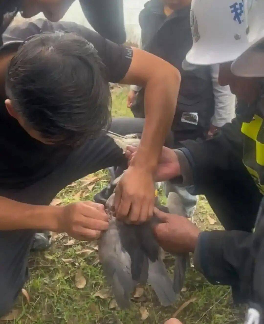 “6个鱼钩，脚和翅膀全被钩住”，苏州市民在金鸡湖救下被鱼钩缠树上的夜鹭，园林林业执法人员已接走救治；公园：此处非垂钓点，将上报